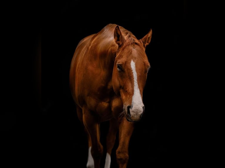 Quarter Pony Wallach 15 Jahre 157 cm Fuchs in Keltern