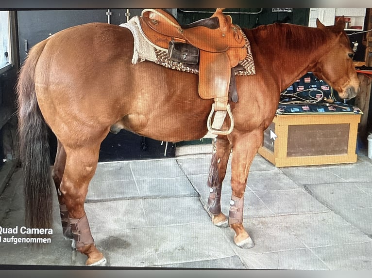 Quarter Pony Wallach 16 Jahre 145 cm Fuchs in Masch