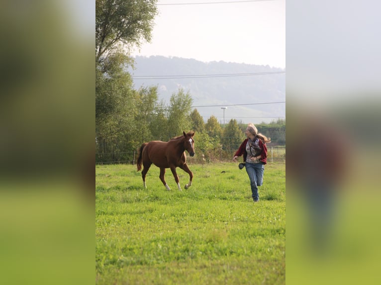 Quarter Pony Wallach 16 Jahre 148 cm Fuchs in Seesbach