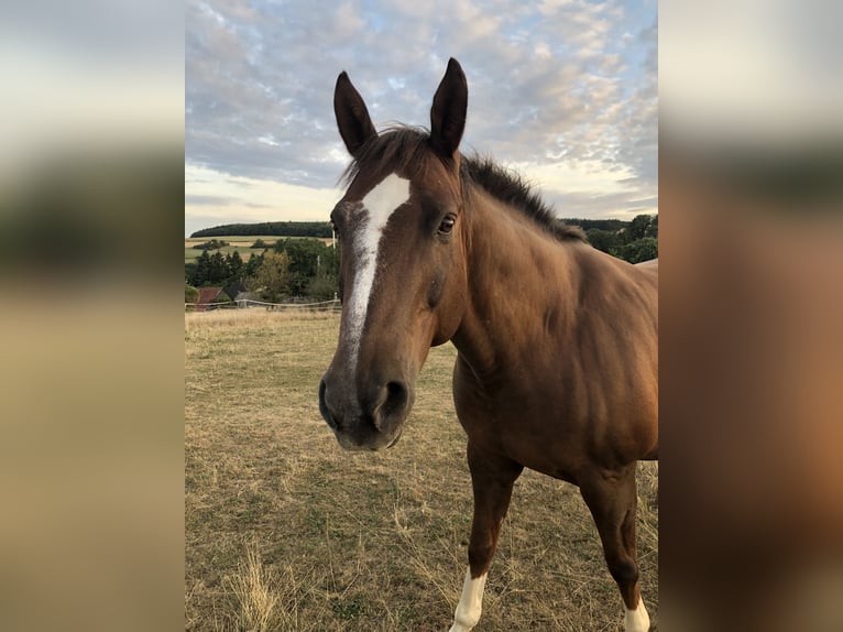 Quarter Pony Wallach 16 Jahre 148 cm Fuchs in Seesbach