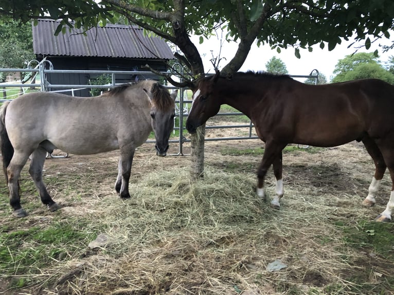 Quarter Pony Wallach 16 Jahre 148 cm Fuchs in Seesbach