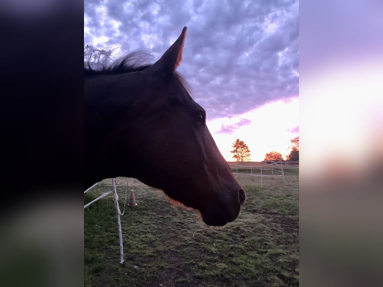 Quarter Pony Wallach 16 Jahre 148 cm Fuchs in Seesbach