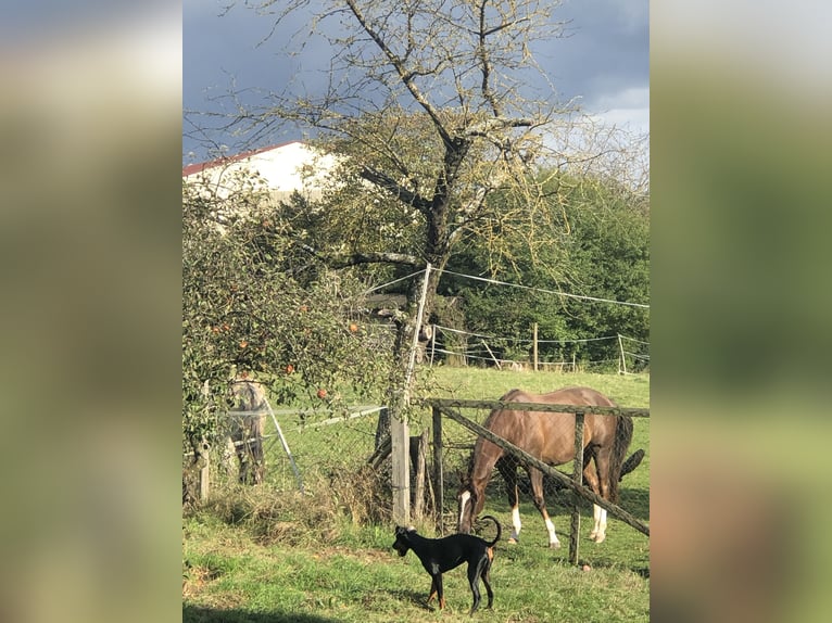 Quarter Pony Wallach 16 Jahre 148 cm Fuchs in Seesbach