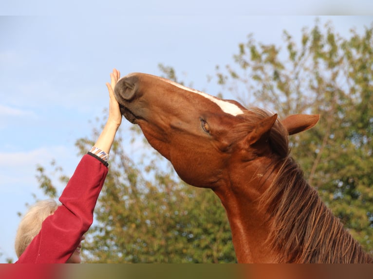 Quarter Pony Wallach 16 Jahre 148 cm Fuchs in Seesbach