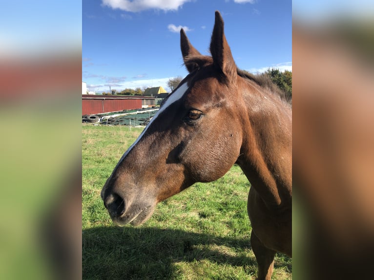 Quarter Pony Wallach 16 Jahre 148 cm Fuchs in Seesbach