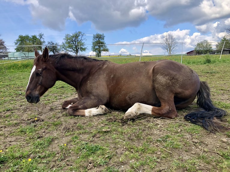 Quarter Pony Wallach 16 Jahre 148 cm Fuchs in Seesbach