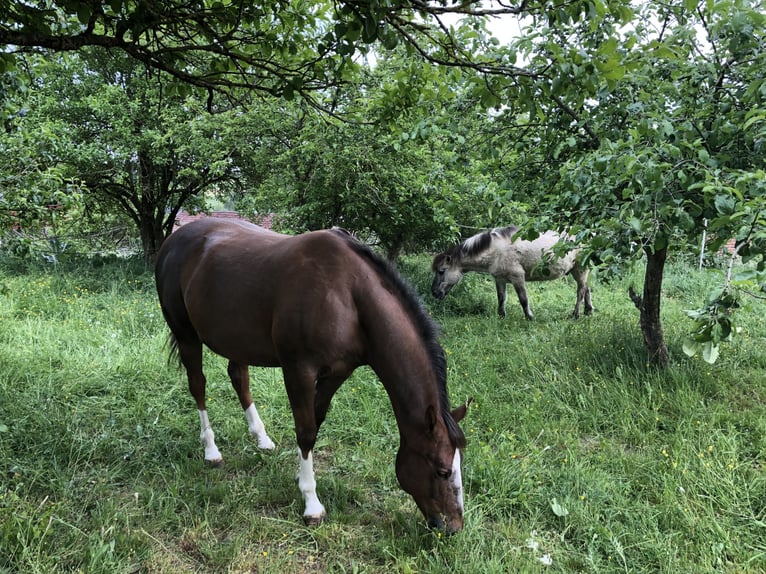 Quarter Pony Wallach 16 Jahre 148 cm Fuchs in Seesbach
