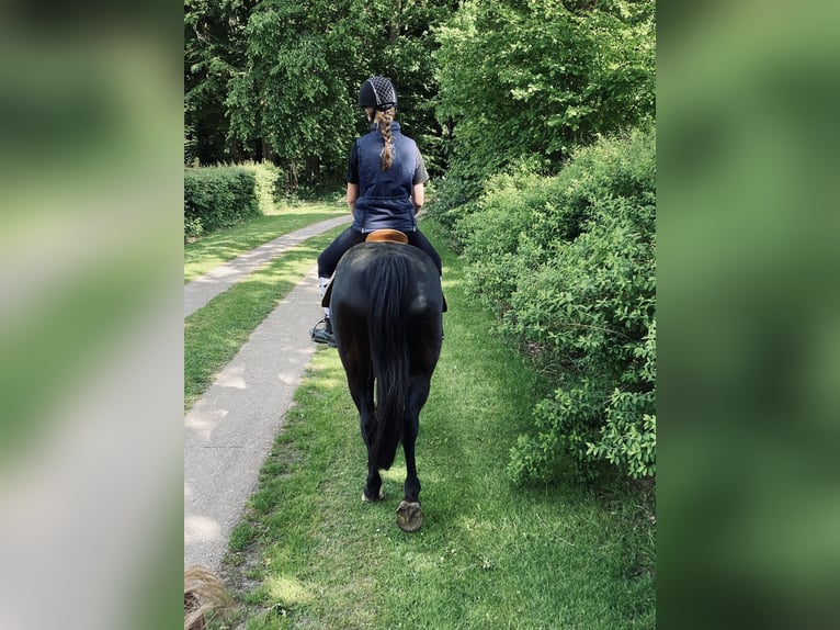 Quarter Pony Mix Wallach 16 Jahre 148 cm Rappe in Hohenwestedt