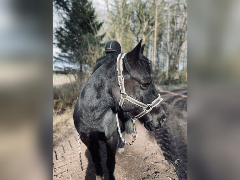 Quarter Pony Mix Wallach 16 Jahre 148 cm Rappe in Hohenwestedt