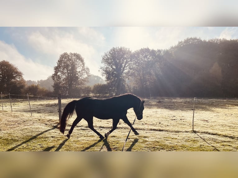 Quarter Pony Mix Wallach 16 Jahre 148 cm Rappe in Hohenwestedt