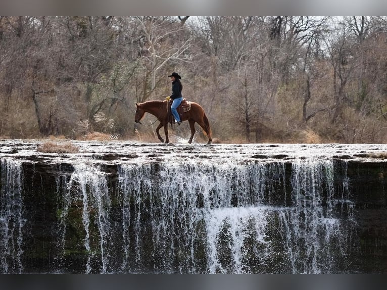 Quarter Pony Wallach 16 Jahre Rotfuchs in Joshua, TX