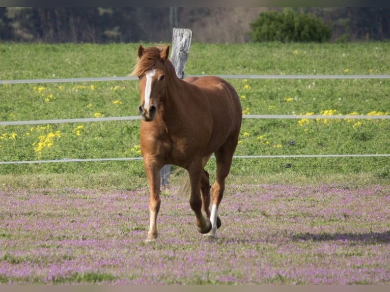 Quarter Pony Mix Wallach 18 Jahre 148 cm Rotfuchs in Kreuzbruch