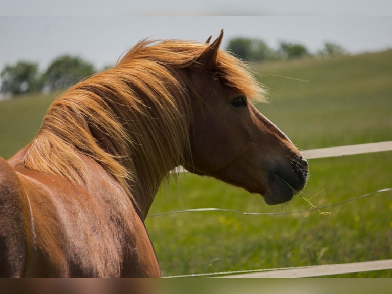 Quarter Pony Mix Wallach 18 Jahre 148 cm Rotfuchs in Kreuzbruch