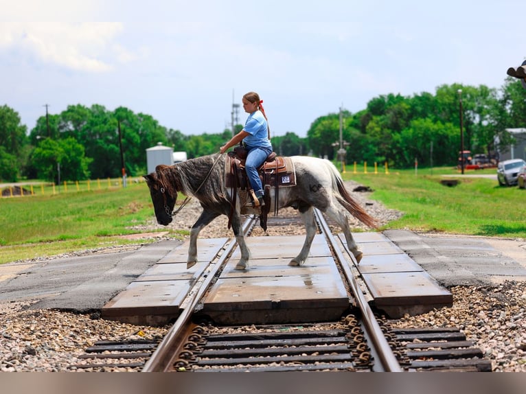 Quarter Pony Wallach 19 Jahre 132 cm Schecke in Forney