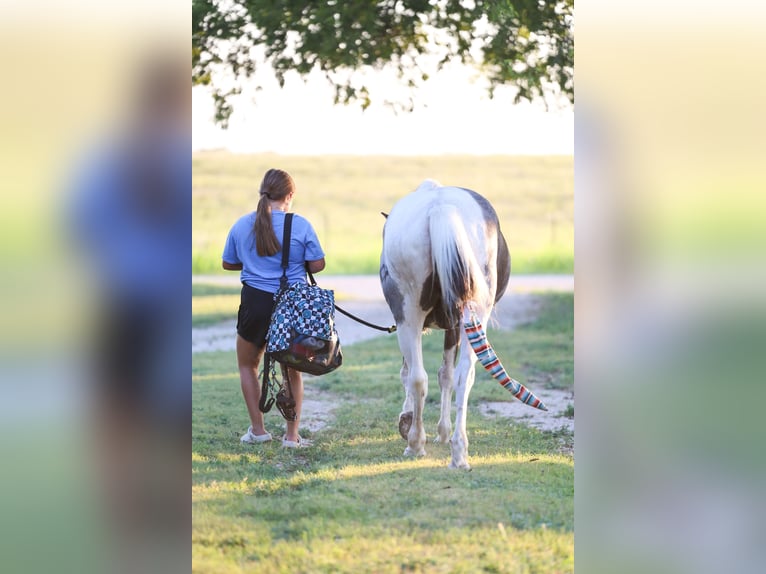 Quarter Pony Wallach 19 Jahre 132 cm Schecke in Forney