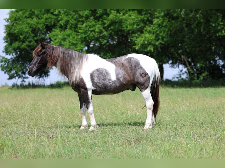 Quarter Pony Wallach 19 Jahre 132 cm Schecke in Forney