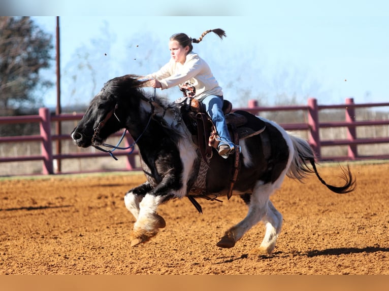 Quarter Pony Wallach 19 Jahre 132 cm Schecke in Forney