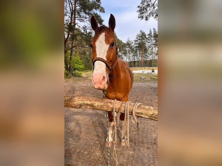Quarter Pony Wallach 19 Jahre 152 cm Fuchs in Spreenhagen Markgrafpieske