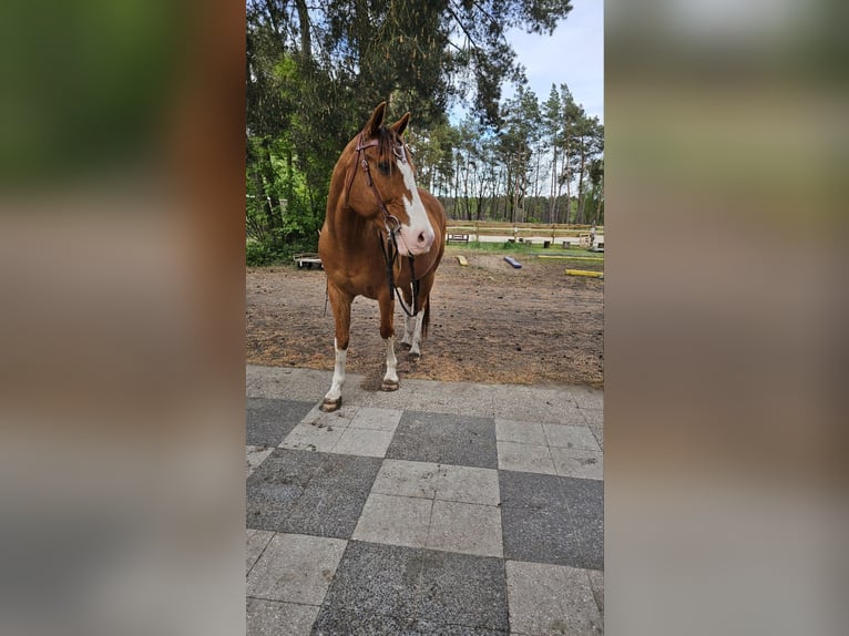 Quarter Pony Wallach 19 Jahre 152 cm Fuchs in Spreenhagen Markgrafpieske