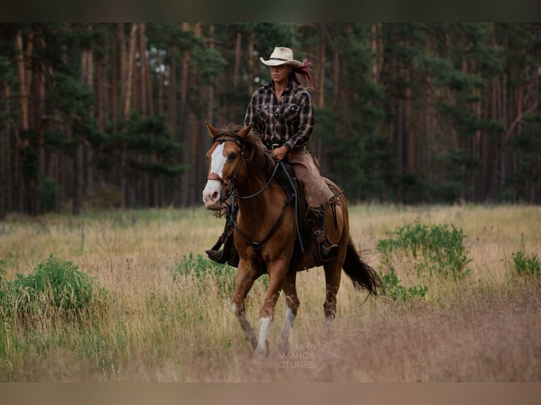 Quarter Pony Wallach 19 Jahre 152 cm Fuchs in Spreenhagen Markgrafpieske