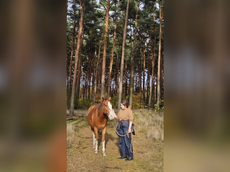 Quarter Pony Wallach 19 Jahre 152 cm Fuchs in Spreenhagen Markgrafpieske