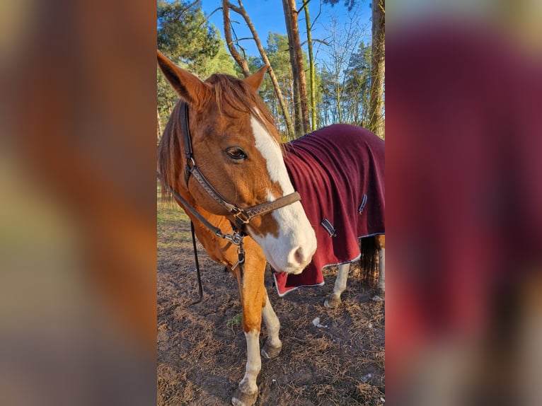 Quarter Pony Wallach 19 Jahre 152 cm Fuchs in Spreenhagen Markgrafpieske