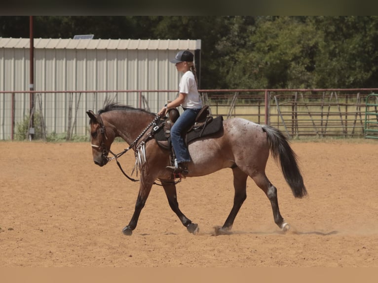 Quarter Pony Wallach 19 Jahre Roan-Bay in Dublin