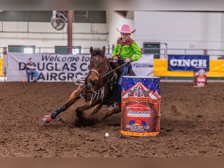 Quarter Pony Wallach 19 Jahre Roan-Bay in Dublin