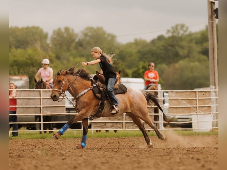 Quarter Pony Wallach 19 Jahre Roan-Bay in Dublin