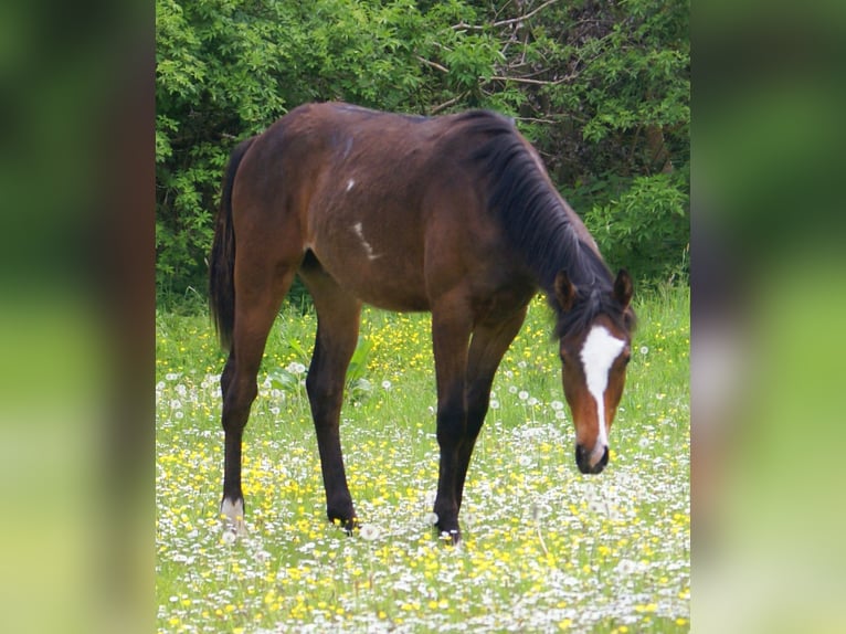 Quarter Pony Wallach 1 Jahr 146 cm Overo-alle-Farben in Velpke