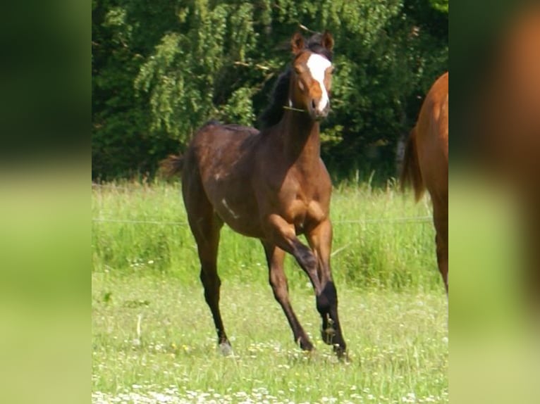 Quarter Pony Wallach 1 Jahr 146 cm Overo-alle-Farben in Velpke
