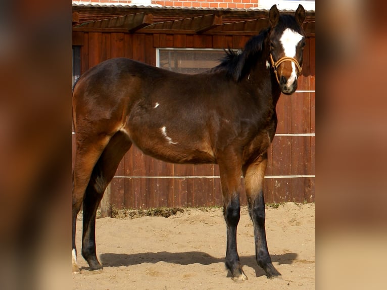 Quarter Pony Wallach 1 Jahr 148 cm Overo-alle-Farben in Velpke
