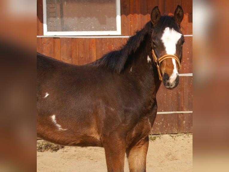 Quarter Pony Wallach 1 Jahr 148 cm Overo-alle-Farben in Velpke