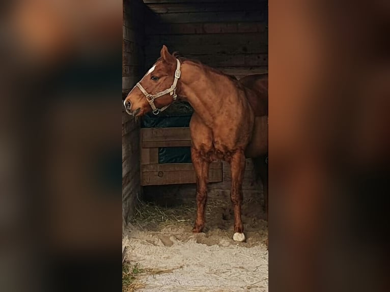 Quarter Pony Wallach 24 Jahre in Keltern