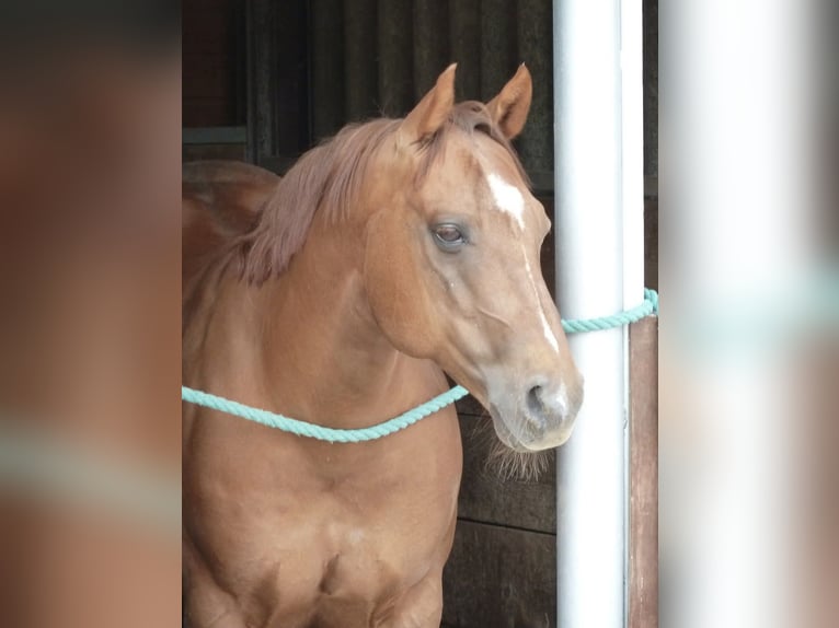 Quarter Pony Wallach 25 Jahre in Keltern