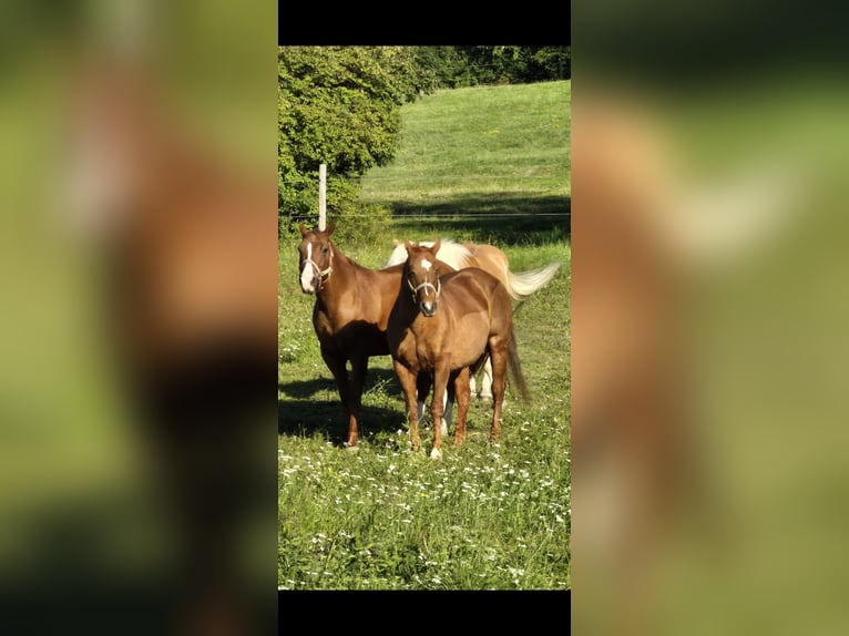 Quarter Pony Wallach 25 Jahre in Keltern