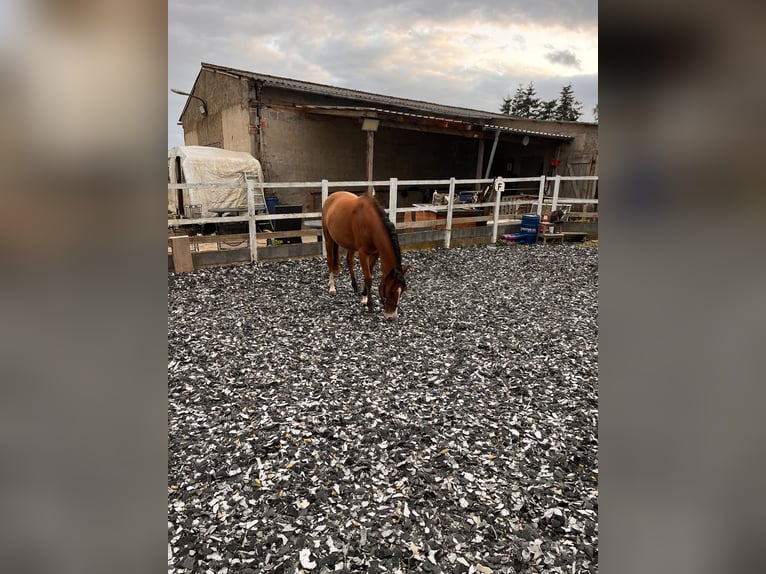 Quarter Pony Mix Wallach 2 Jahre 140 cm Brauner in Klein Sien