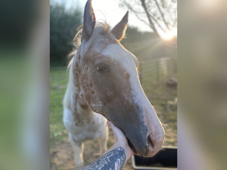 Quarter Pony Wallach 2 Jahre Tigerschecke in Mettingen