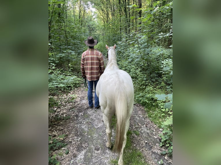 Quarter Pony Wallach 2 Jahre Tigerschecke in Mettingen