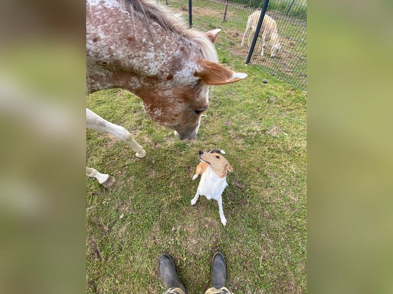 Quarter Pony Wallach 2 Jahre Tigerschecke in Mettingen