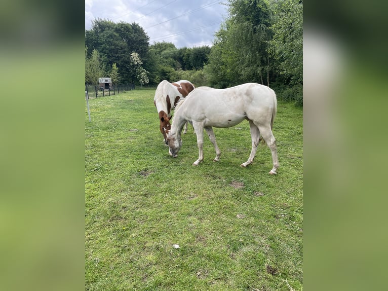 Quarter Pony Wallach 2 Jahre Tigerschecke in Mettingen
