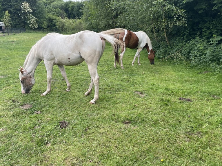 Quarter Pony Wallach 2 Jahre Tigerschecke in Mettingen