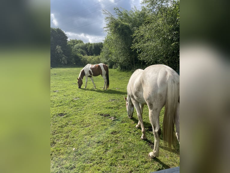 Quarter Pony Wallach 2 Jahre Tigerschecke in Mettingen
