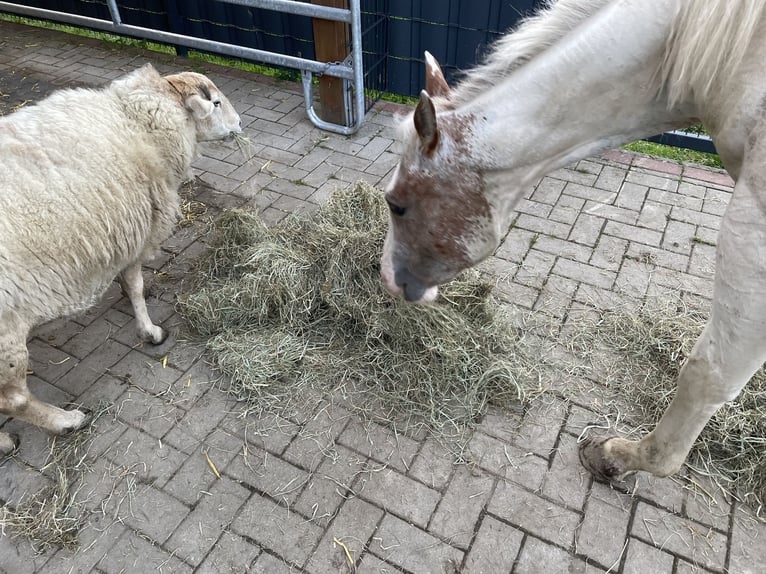 Quarter Pony Wallach 2 Jahre Tigerschecke in Mettingen