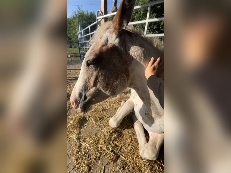 Quarter Pony Wallach 2 Jahre Tigerschecke in Mettingen