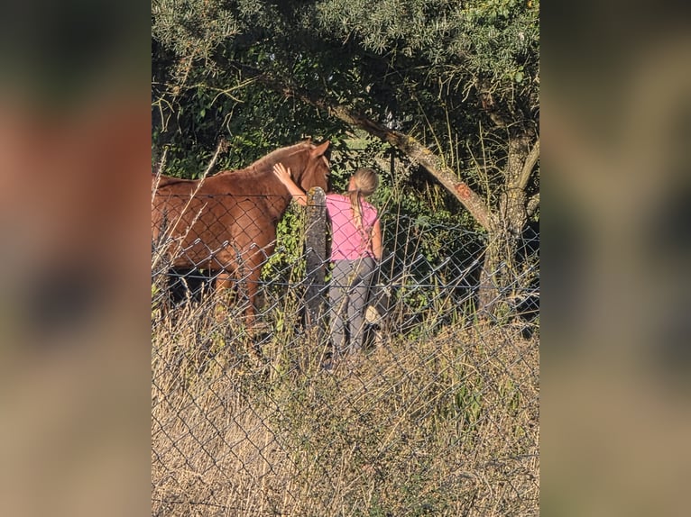 Quarter Pony Wallach 3 Jahre 132 cm Rabicano in Rettert