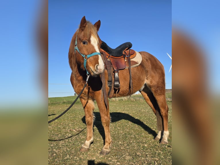 Quarter Pony Wallach 3 Jahre 136 cm Rabicano in Rettert