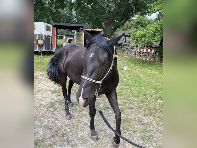 Quarter Pony Wallach 3 Jahre 142 cm Rappe in Banzkow