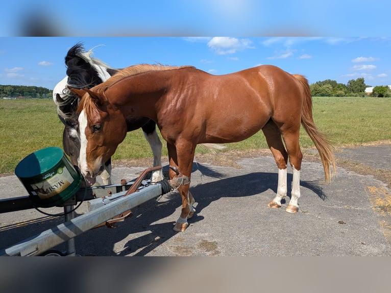Quarter Pony Wallach 3 Jahre 145 cm Fuchs in Tarmstedt