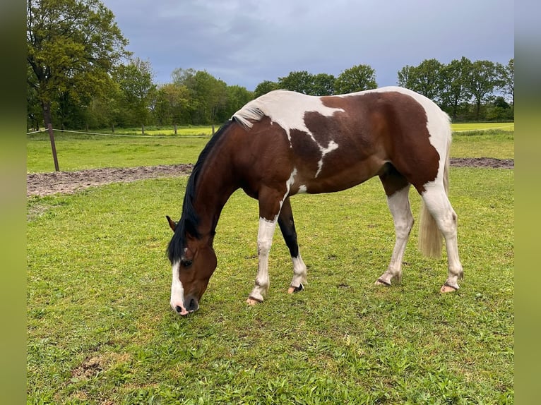 Quarter Pony Mix Wallach 3 Jahre 145 cm Schecke in Isterberg
